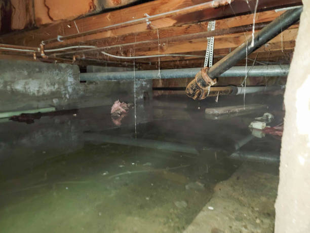 Best Local water damage restoration  in Ponderosa Pine, NM