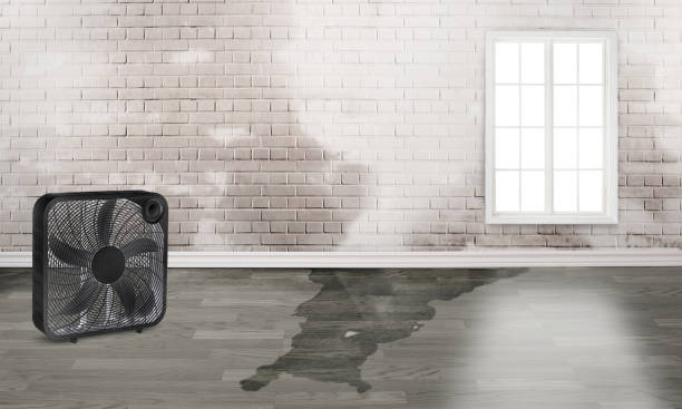 Best Water damage cleanup near me  in Ponderosa Pine, NM